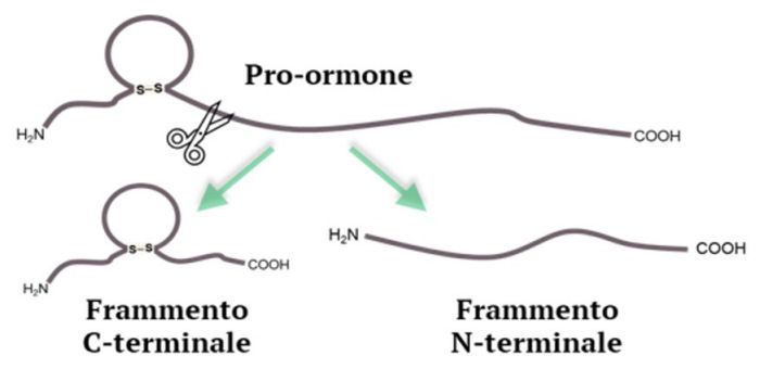 biomarcatori scompenso cardiaco plasma sc1